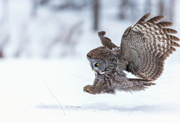 The great grey owl or great gray is a very large bird, documented as the world's largest species of owl by length. Here it is seen searching for prey in Quebec's harsh winter.