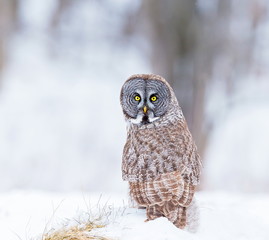 The great grey owl or great gray is a very large bird, documented as the world's largest species of owl by length. Here it is seen searching for prey in Quebec's harsh winter.