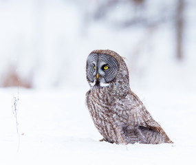 The great grey owl or great gray is a very large bird, documented as the world's largest species of owl by length. Here it is seen searching for prey in Quebec's harsh winter.