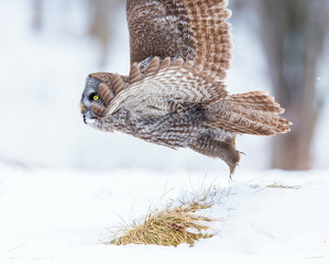 The great grey owl or great gray is a very large bird, documented as the world's largest species of owl by length. Here it is seen searching for prey in Quebec's harsh winter.