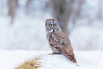 The great grey owl or great gray is a very large bird, documented as the world's largest species of owl by length. Here it is seen searching for prey in Quebec's harsh winter.
