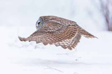 Fototapeta na wymiar The great grey owl or great gray is a very large bird, documented as the world's largest species of owl by length. Here it is seen searching for prey in Quebec's harsh winter.