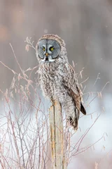 Papier peint photo Photos The great grey owl or great gray is a very large bird, documented as the world's largest species of owl by length. Here it is seen searching for prey in Quebec's harsh winter.  © Hummingbird Art