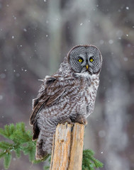 The great grey owl or great gray is a very large bird, documented as the world's largest species of owl by length. Here it is seen searching for prey in Quebec's harsh winter.