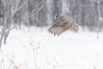 The great grey owl or great gray is a very large bird, documented as the world's largest species of owl by length. Here it is seen searching for prey in Quebec's harsh winter.