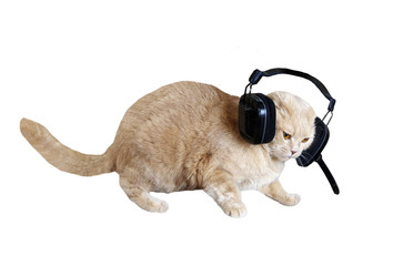 Peach cat headphones with microphone