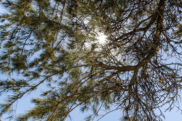 Galhos de árvore contra ao sol