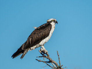 Osprey