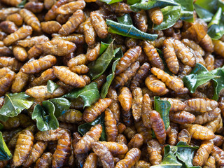 Close up of fried silk worm and kaffir lime leaves. Thai local d