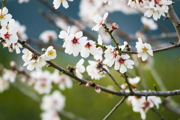White cherry flower blossom, spring 