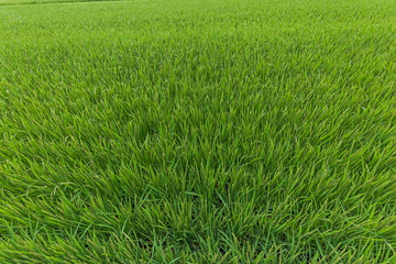 Obraz premium 春の稲穂 Ear of rice of the early spring