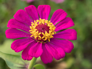 Zinnia close up