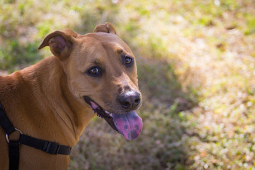 Bella The Dog Smiling After A Walk