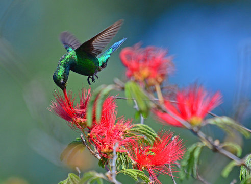 colibries con plumerillos