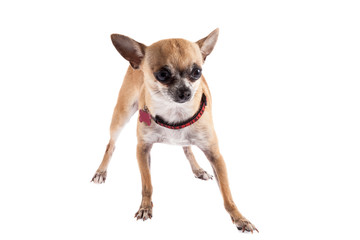 chihuahua dog on white background