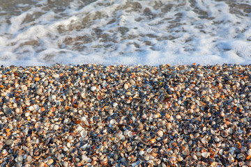 seashells on the shore