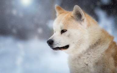 Obraz premium Japanese Dog Akita Inu in the winter forest