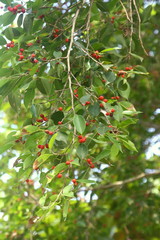 Nature of Plants and Flowers