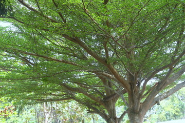 Obraz premium Nature of Plants and Flowers