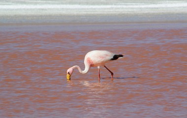 Flamingo feeding in a bright pink lagoon in the Altiplano region of Bolivia