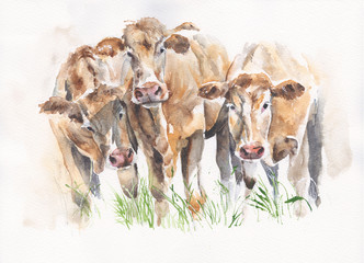 Cows cattle friends watercolor illustration handmade isolated on white background