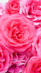 focus pink roses , flower background