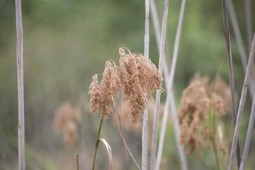 Dried Weeds