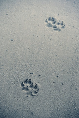 Dog footsteps in sand.color toned.