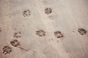 Dog footsteps in sand.color toned.