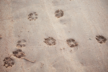 Fototapeta na wymiar Dog footsteps in sand.color toned.
