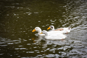 Three ducks swimming.