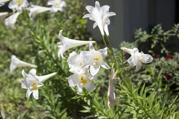 Easter Lilies