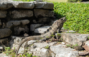 Green iguana sunning on a rock at Tulum ruins in Mexico