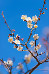 Japanease White Plum,in Showa Kinen Park,Tokyo,Japan
