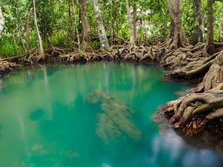 Fototapeta na wymiar Green water lakes river waterfall with root tree at Tha Pom Klong Song Nam, Krabi, Thailand