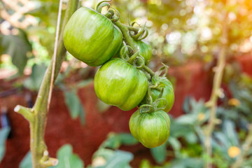 Vegetables organic, Tomatoes growing on a branch at Doi Ang Khang, Chiang Mai Province, Thailand