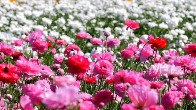 Pink ranunculus flowers moving with the gentle breeze. Shot at the famous Flower Fields in San Diego California.