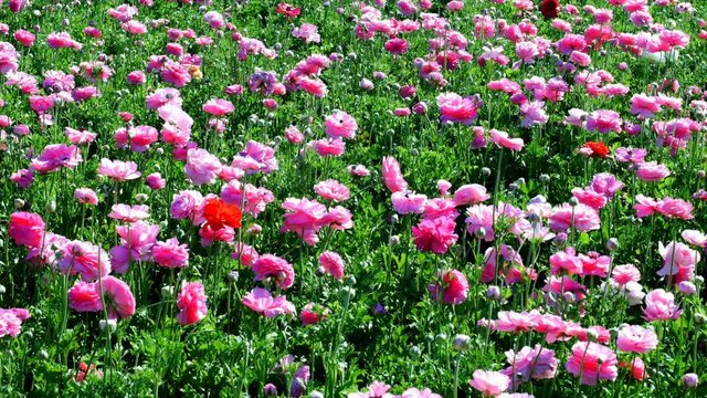 Pink ranunculus flowers moving with the gentle breeze. Shot at the famous Flower Fields in San Diego California..