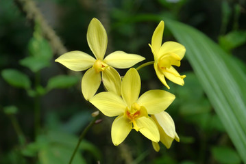 Yellow Ground orchid flower.