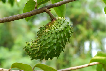 Green Soursop, Prickly Custard Apple. (Annona muricata L.)