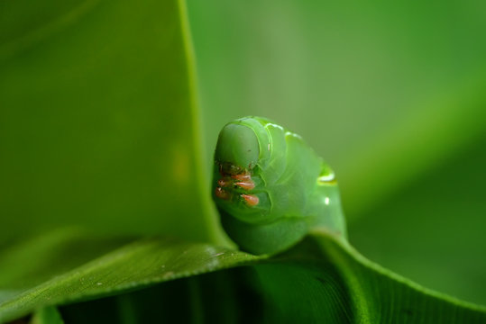 caterpiller on a parsley leaf