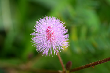 Pink Mimosa pudica flower.