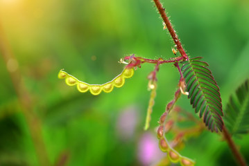 Mimosa pudica