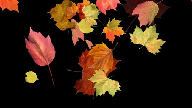 Multi colored leaves fall across a black background or alpha matte to depict the beautiful foliage that forms in the fall. Can be placed over another background of your choice..