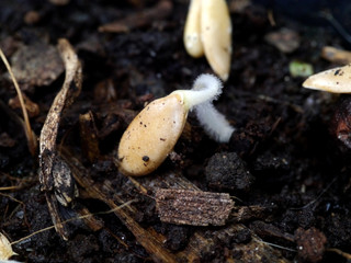Melon seed germination