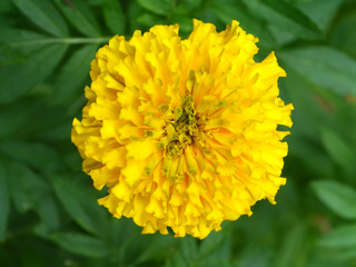 Marigolds