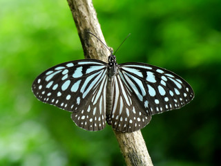 Blue butterfly on a twig