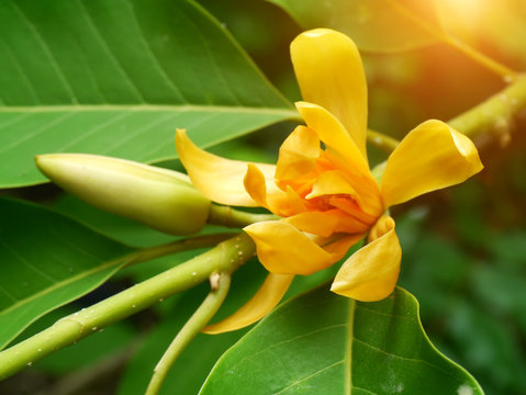 Yellow Champaka are blooming on tree. (Michelia alba DC.)