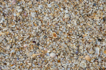 Shells on the beach background.