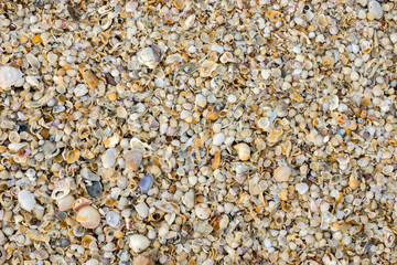 Shells on the beach background.